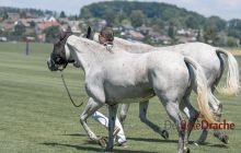 0188-Kathrin_Gralla-Gold_Cup_2020 
