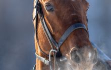0046-Kathrin_Gralla-SnowPolo_2020_Day_1 