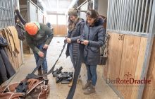 polo grooms in the stables preparing the ponies 