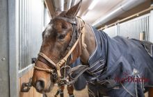 polo grooms in the stables preparing the ponies 