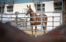 0001-Kathrin_Gralla-Stuttgart_Polo_Club 