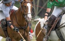 0283-Kathrin_Gralla-Summer_Polo 