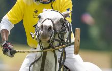 0303-Kathrin_Gralla-Summer_Polo 