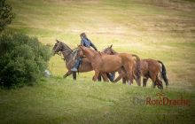 0332-Kathrin_Gralla-Summer_Polo 