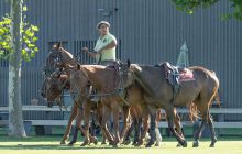 0182-Kathrin_Gralla-Swiss_Medium_Goal_2020_Day_1_web 