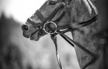 0020-Kathrin_Gralla-Chiemsee_Polo 