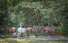 0091-Kathrin_Gralla-Chiemsee_Polo 