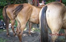 0093-Kathrin_Gralla-Chiemsee_Polo 