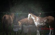 0191-Kathrin_Gralla-Chiemsee_Polo 