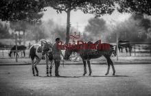 0110_-_Kathrin_Gralla_-_PatronsCupDay_1 